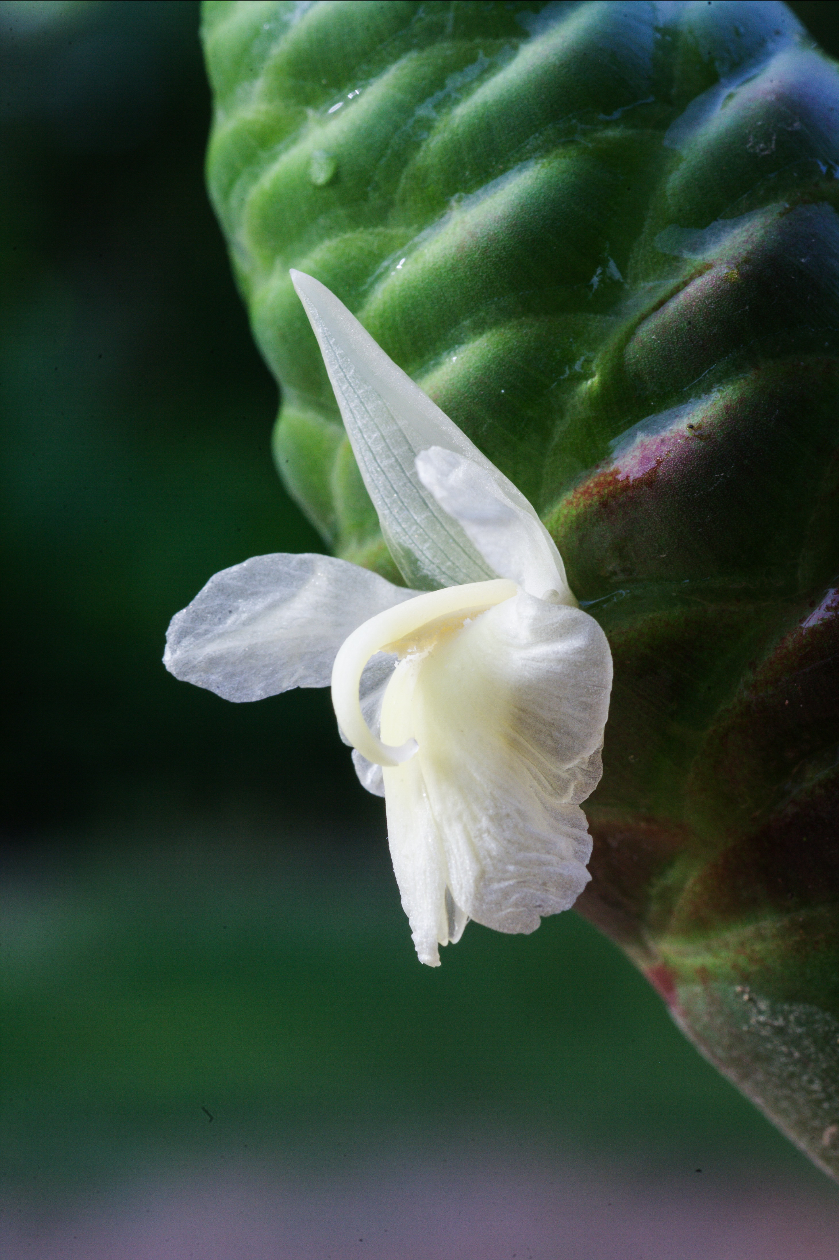 ไพล Zingiber zerumbet (L.) Sm.<br/>Zingiberaceae